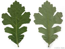 <p><em>Quercus macrocarpa</em></p>