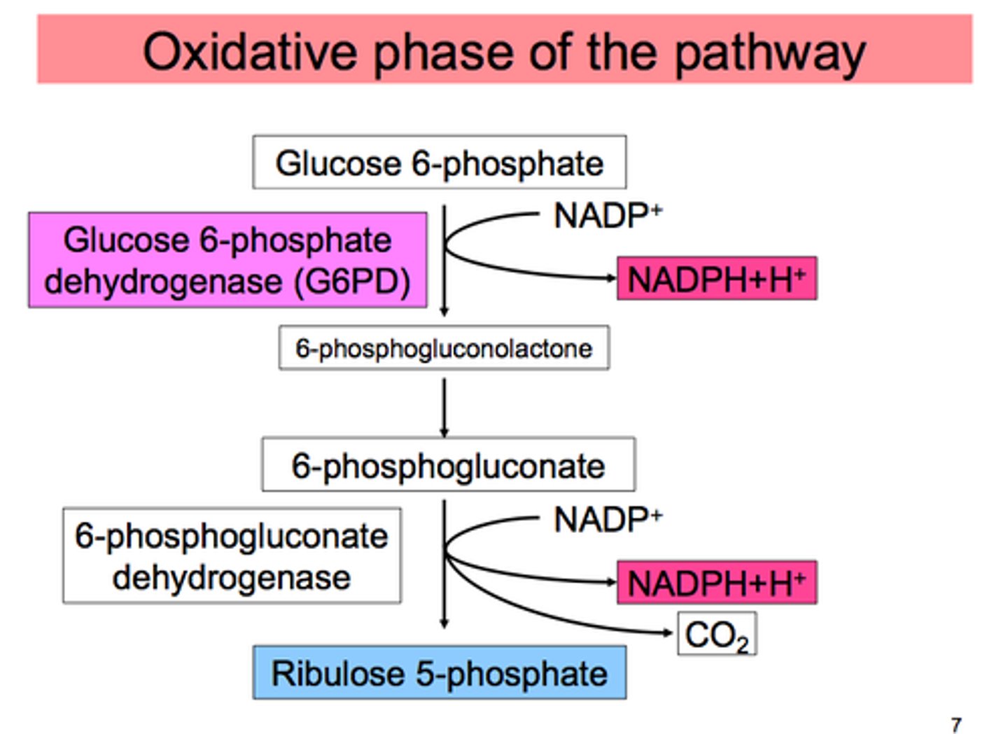 <p>1. Glucose to G6P via ATP to ADP</p><p>2. 2 Oxidations:</p><p>-G6P to 6PG via NADP to NADPH (EM pathway)</p><p>-6PG to Ribulose-5P via NADP to NADPH</p>
