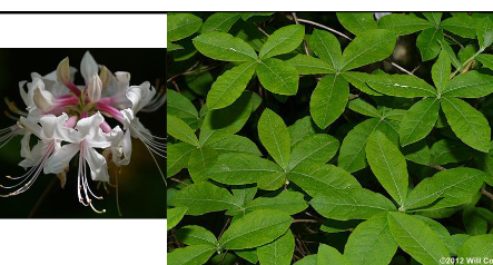 <p>Ericaceae </p><p>Rhododendron canescens </p>