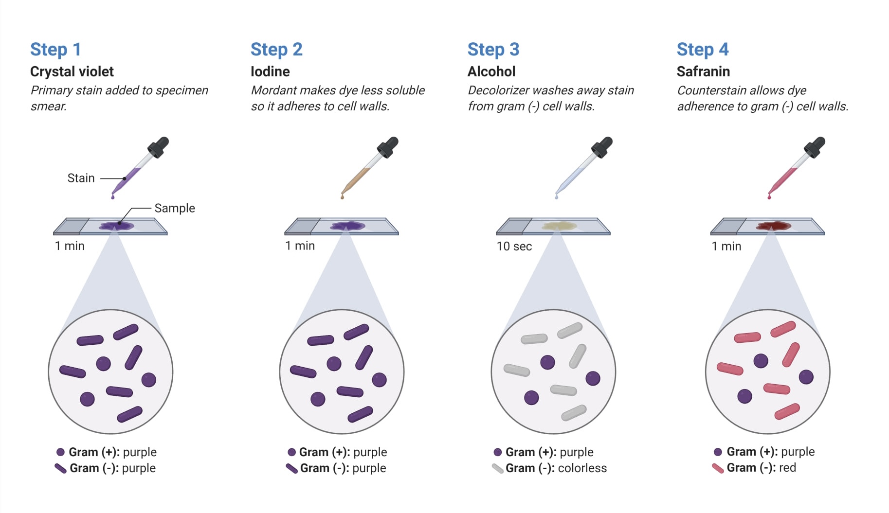 <ol><li><p>Alcohol decolorises gram-negative cell walls because of its lacks of peptidoglycan. </p></li><li><p>Gram-positive cells have thick cell walls and too much dye that cannot be removed easily.</p></li></ol>