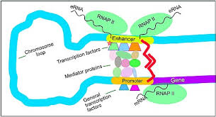 <ul><li><p>the pre initiation complex is assembled</p></li><li><p>the general TFs occupy so much space that the activator protein and regulatory proteins are able to bind to structures of DNA on the opposite sides of the promoter</p></li><li><p>may cause a conf change in the PIC which is more tightly bound which enables transcription</p></li><li><p>or through the recruitment of coactivators:</p><ul><li><p>coactivators work by interacting with the PIC</p></li><li><p>sometimes they work by the interaction w the DNA by loosening or opening the chromatin structure to allow the PIC to bind better to the DNA</p></li></ul></li></ul><p></p>