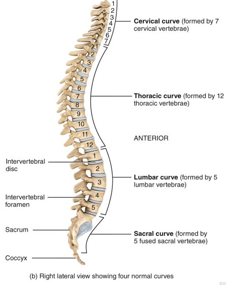 <p>cervical and lumbar (anteriorly convex curves) and thoracic and sacral (anteriorly concave curves)</p>