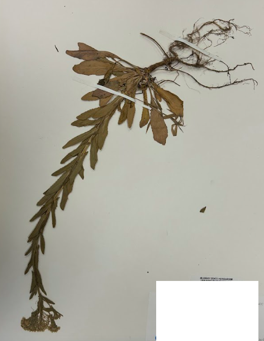 <p>Family + Genus?</p>