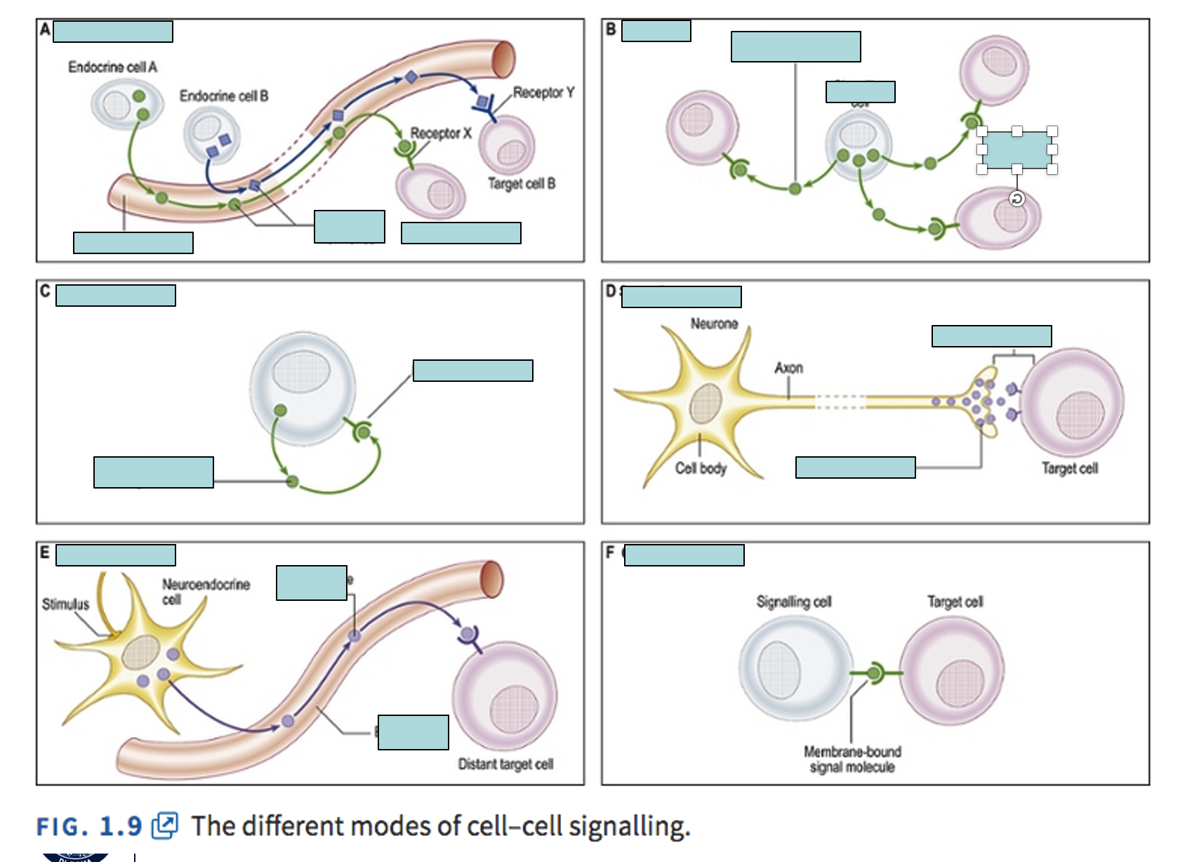 <p>Label and explain signal transduction pathways</p>