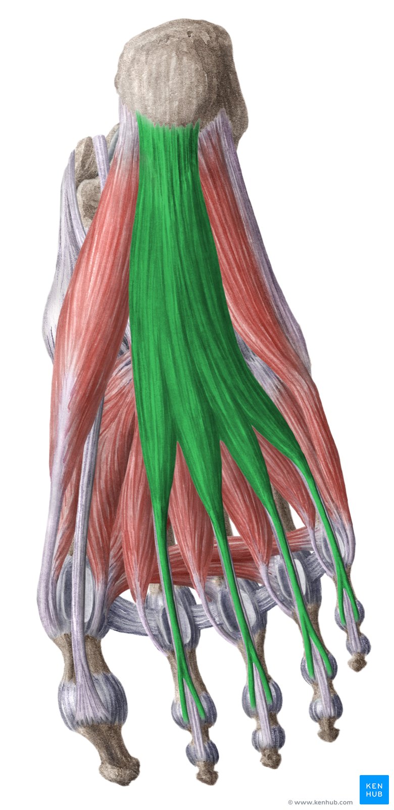 <p>Flexor digitorum brevis</p>