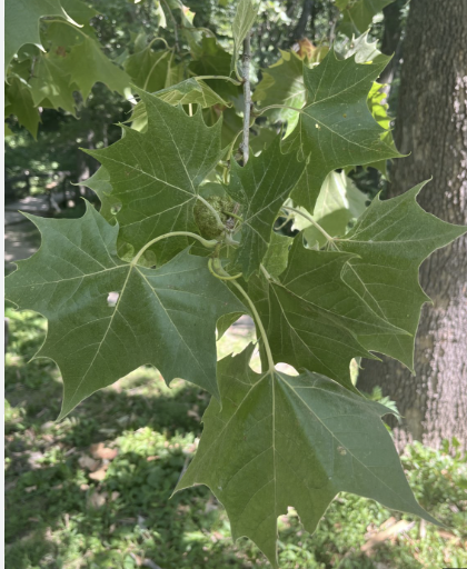 <p>American sycamore</p>