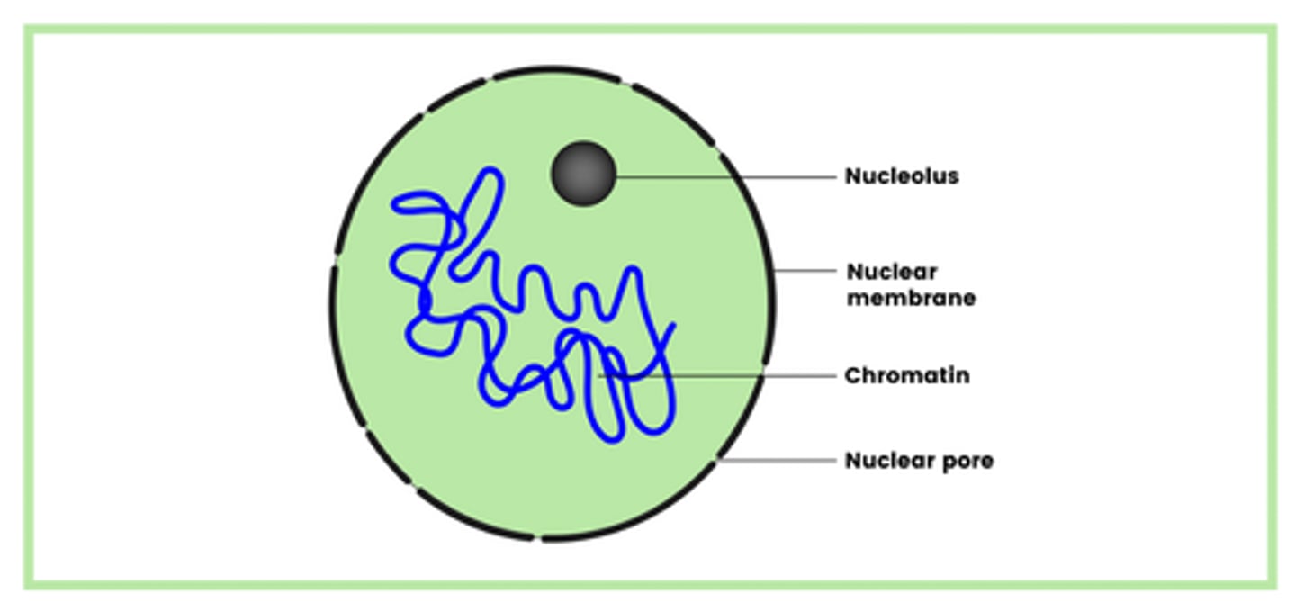 <p>- Nucleolus</p><p>- Nuclear membrane</p><p>- Chromatin</p><p>- Nuclear pore</p>