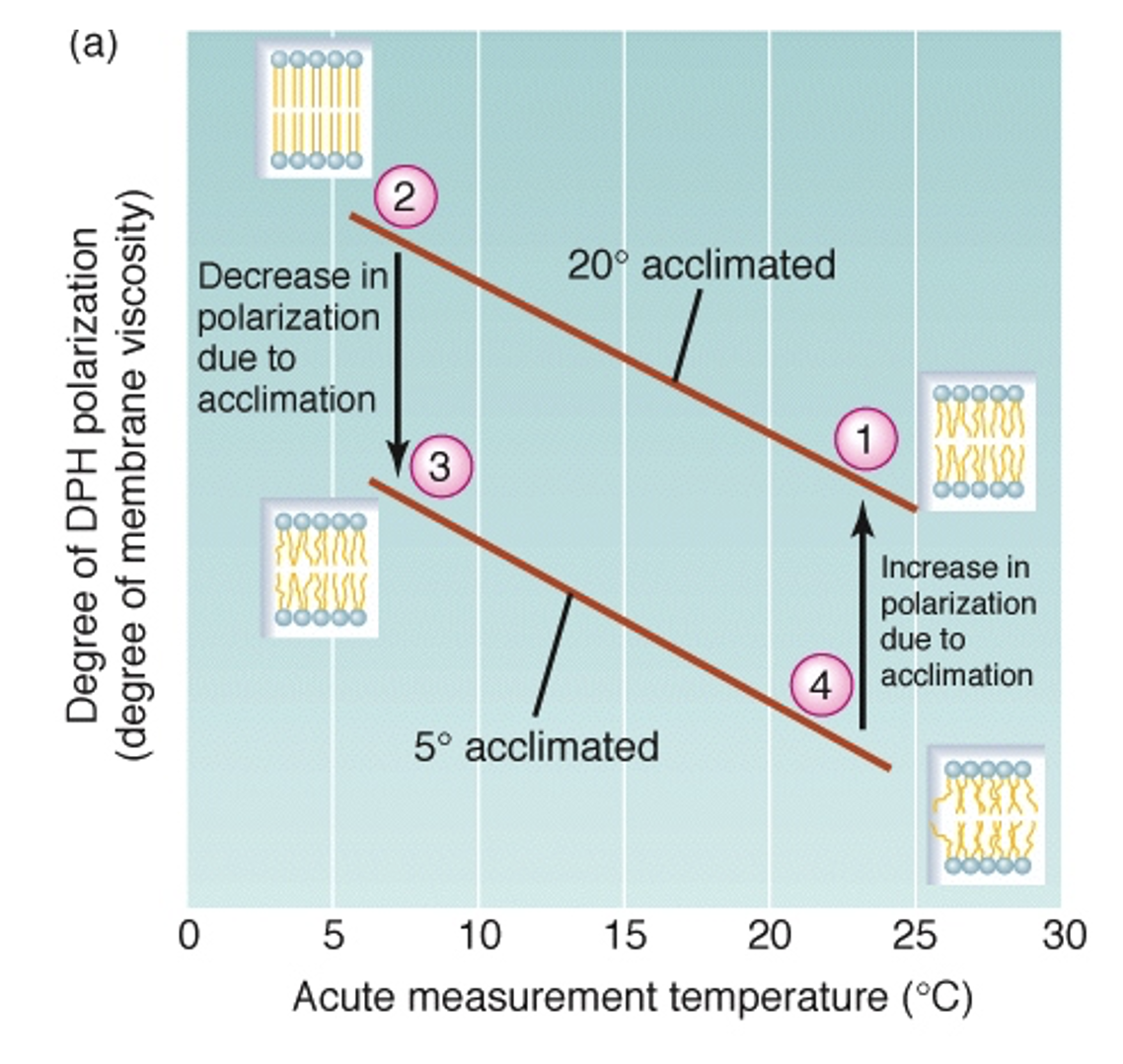 <p>Homeoviscous Membrane Adaptation</p>