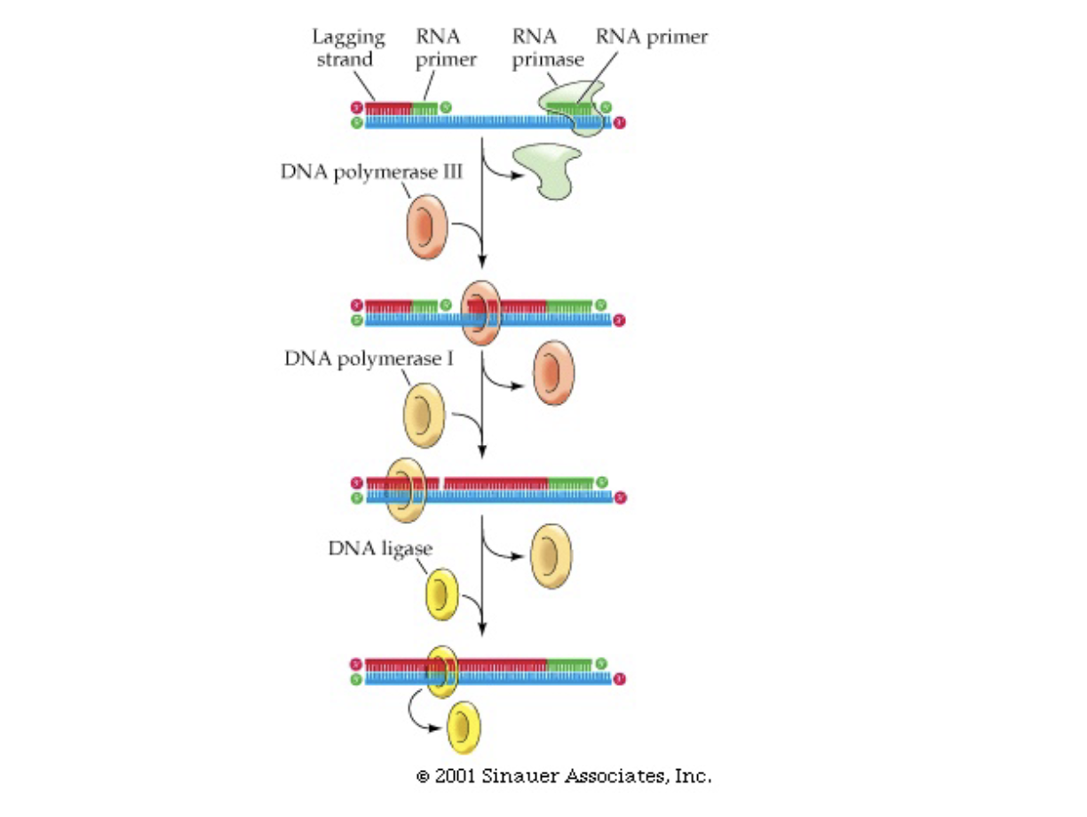 <ul><li><p>primase puts down short RNA stretches (primers) every few hundred bases in 3’→ 5’ direction</p></li><li><p>DNA polymerase 3 joins these fragments (Okazaki fragments) from 5’ → 3’ direction</p></li><li><p>DNA polymerase 1 chews up the RNA primers and uses the newly synthesized DNA as a primer to fill in the gaps</p></li><li><p>DNA ligase joins the ends of the newly synthesized strand and replication finishes</p></li><li><p>(joins by making phosphate bond between strands)</p></li></ul>