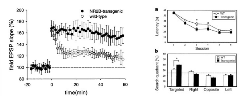 <p>genetically - increased amounts of a particular type of the NMDA receptor (NR2B receptor) leads to enhanced LTP</p>