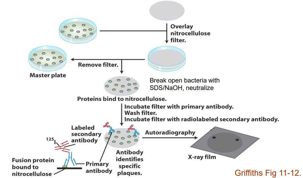<p>Describe<strong> colony immunoblotting </strong>with an <strong>antibody </strong>(slide 39)</p>
