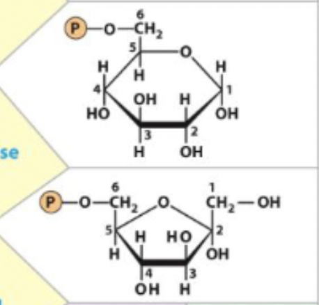 <p>Glucose 6-phosphate <-> Fructose 6-phosphate</p><p>enzyme and step</p>