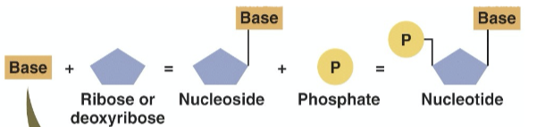 <p>a pentose + N-containing base + phosphate group</p>