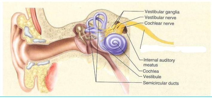 zenuw, type, functie, craniale foramen