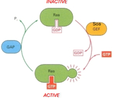 <p>GEF (guanine nucleotide exchange factor)(Sos) → activates Ras by promoting GDP-GTP exchange</p><p>GAP (GTPase-activating protein) → inactivates Ras by stimulating GTP hydrolysis</p>