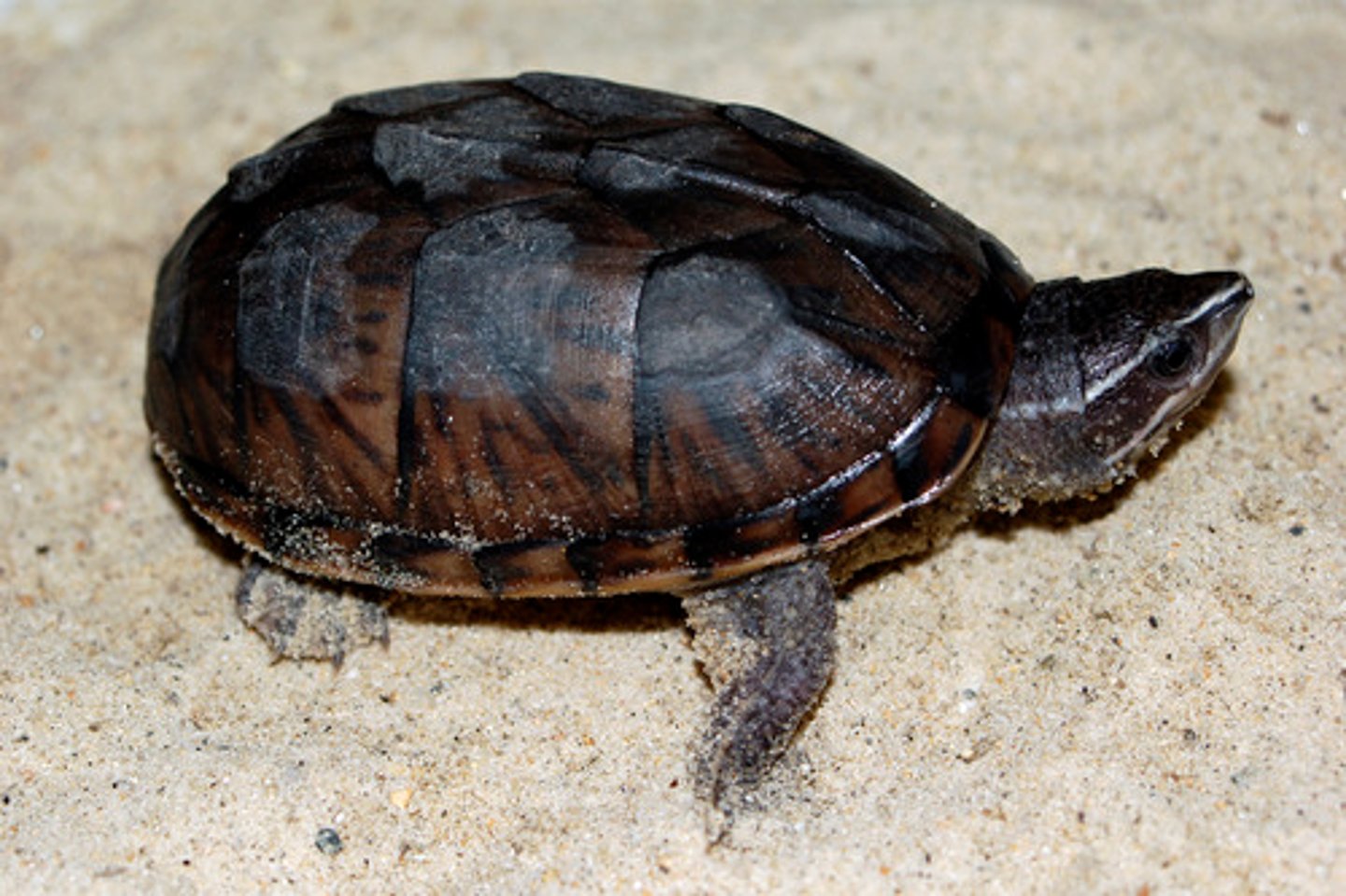 <p>Sternotherus odoratus</p>