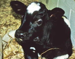 <p>gamma glutamyltransferase (GGT)</p><p>induced enzyme, liver specific indicator of biliary dz (cholestasis, biliary proliferation)</p><p>-peaks in 7 days, can last weeks</p><p>-increases can reflect colostrum, large (right dorsal) colon displacement, heavy training</p>