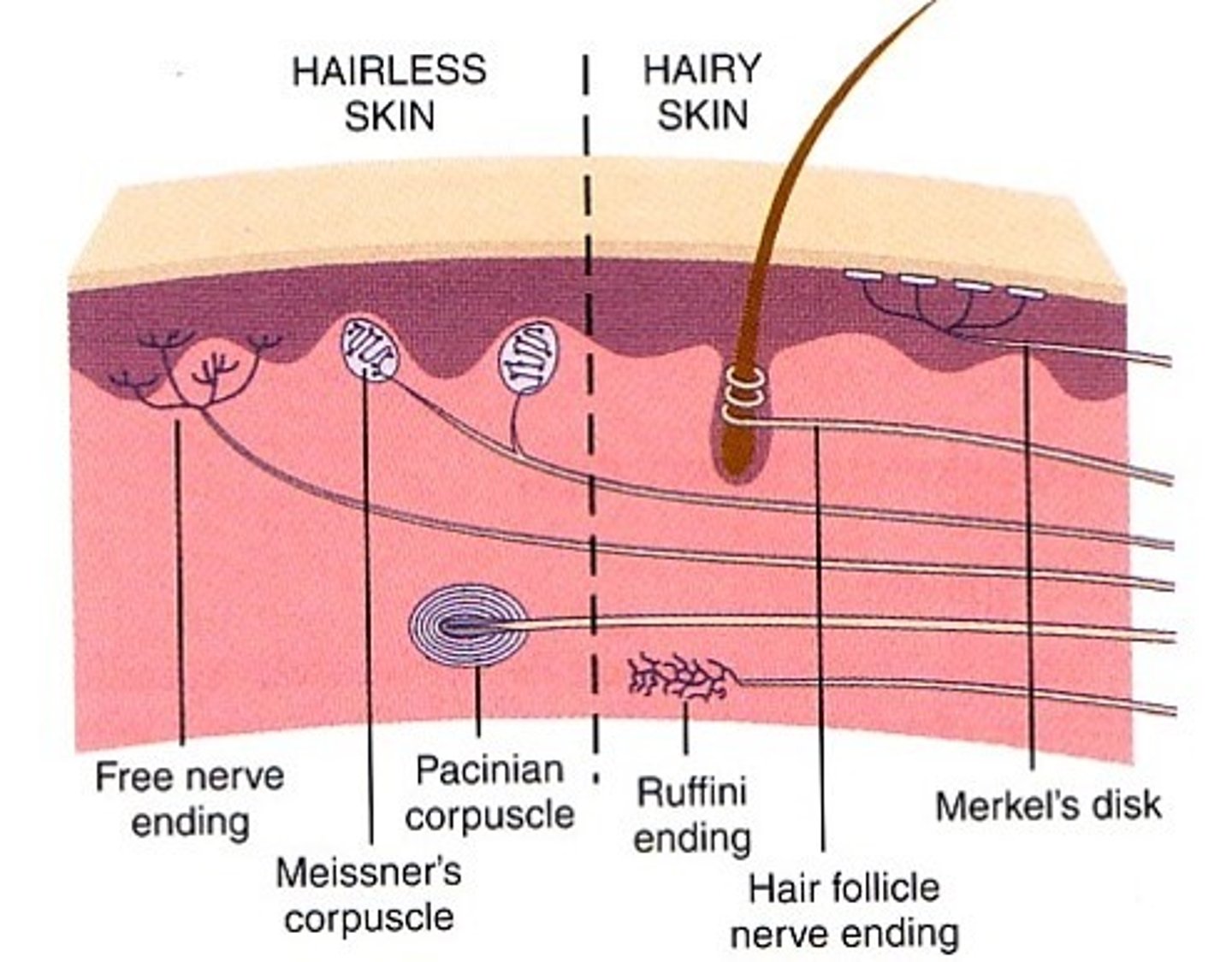 <p>detect position of joints, heavy/continuous touch, pressure, tonic. Located in deep dermis, all over body.</p>