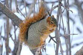 <p>Sciurus niger</p>