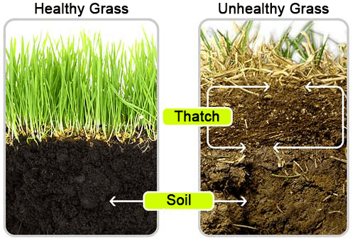 a layer of partially decomposed or undercomposed plant debris

* to control:
  * core-aerification
  * power-raking
  * topdressing with compost/soil
* cultural practices causing it:
  * overwatering
  * too tall of grass