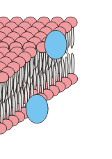 <p>Peripheral proteins are proteins that are loosely associated with the lipid bilayer and only temporarily attach to the membrane. They are located on the inner or outer surface of the membrane.</p>