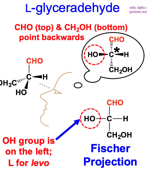 only alpha amino acids are found in proteins not beta

carboxyl group is on the top and side chain on bottom with hydrogen on right of alpha carbon