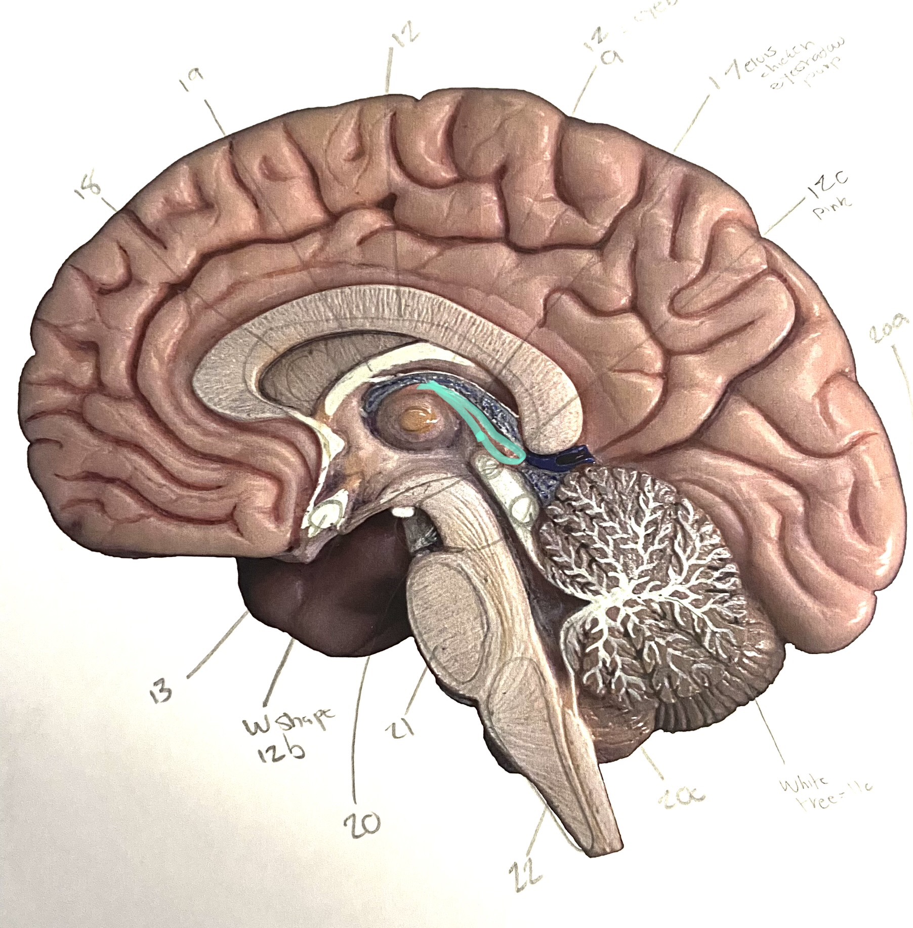 knowt flashcard image