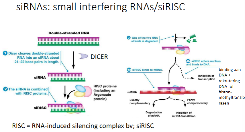 <ul><li><p>Plantencel / C;elegans wordt geïnfecteerd met een virus, het injecteert zijn genoom (dsRNA)</p></li><li><p>In het cytoplasma zit een ribonuclease dat dsRNA in stukken zal knippen. Zo krijg je siRNAs (= kleine stukken dsRNA) → DICER</p></li><li><p>RISC eiwitten herkennen siRNA’s</p></li><li><p>siRISC complex wordt gevormd → 1 van de eiwitten is argonaut (ook een ribonuclease → breekt RNA af)</p></li><li><p>1 van beide strengen wordt afgebroken en we krijgen ss siRNA met eiwitten (waaronder argonaut)</p></li><li><p>2 opties:</p><ul><li><p>Hoofdweg: </p><ul><li><p>complementaire siRISC bindt op viraal mRNA</p></li><li><p>Als het 100% complementair is, zal het mRNA worden afgebroken.</p></li><li><p>Als het niet 100% complementair is, zal de translatie geïnhibeerd worden, maar blijft het mRNA</p></li></ul></li><li><p>Niet-hoofdweg:</p><ul><li><p>siRISC gaat naar nucleus → binding aan DNA → rekrutering DNA- of histon methyltransferasen</p></li></ul></li></ul></li></ul><p></p>