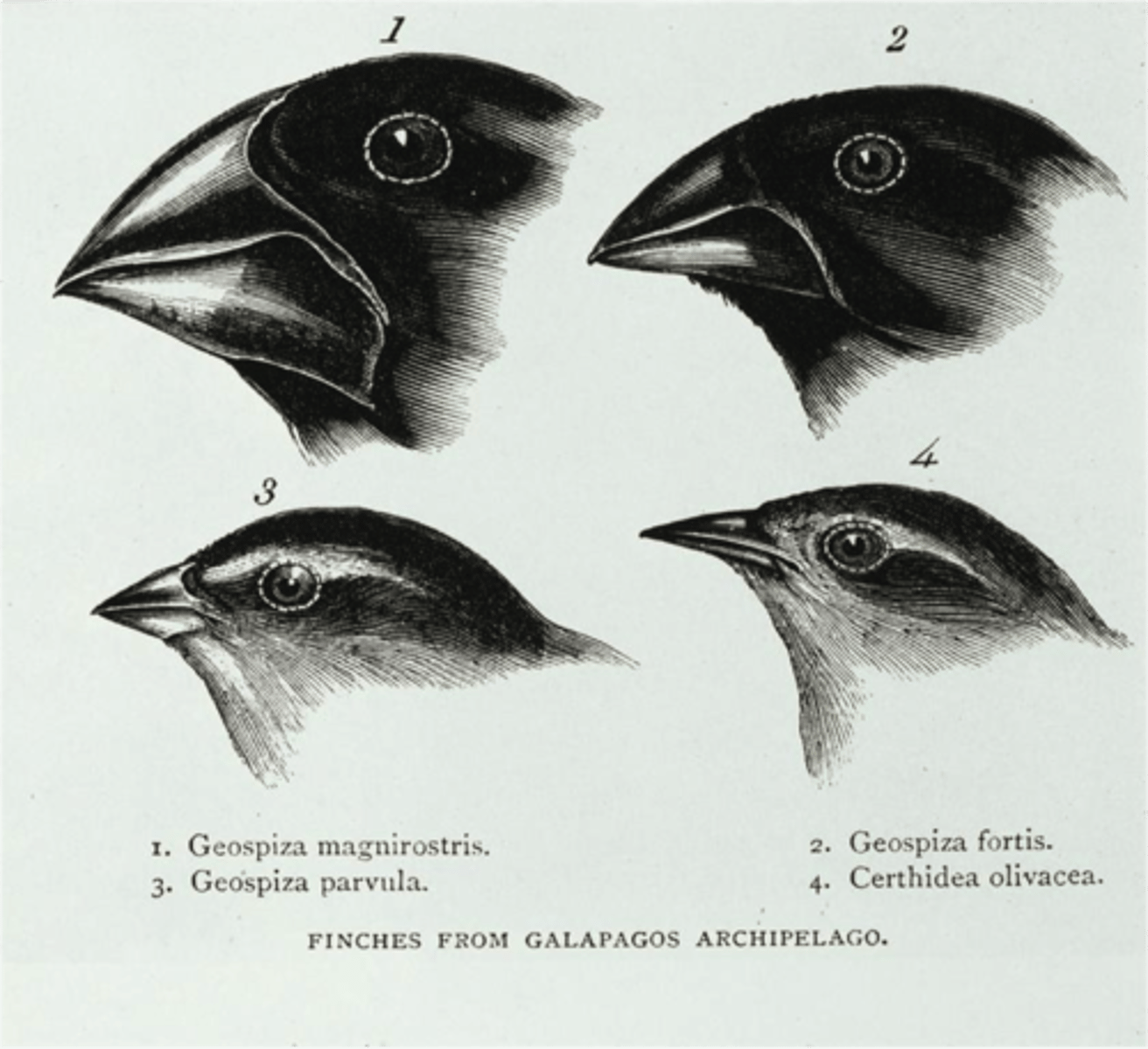 <p>during drought, directional selection favored birds with large beaks</p>