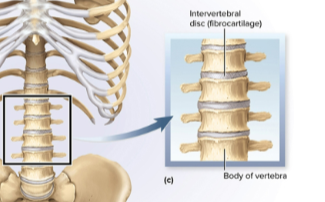 <p>Symphyses</p>