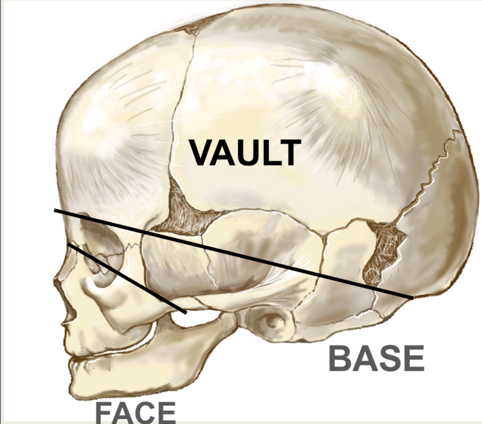 <p>Base, face, vault</p>
