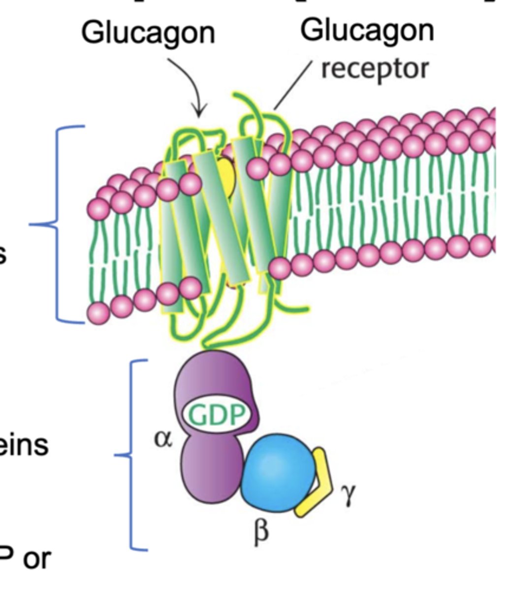 <p>-seven-transmembrane (7tm) or heptahelical receptors span the membrane seven times interact with heterotrimeric G proteins <br>-Herterotrimeric G proteins or guanine nucleotide binding protein conserved family of signaling proteins with three subunits: alpha, beta, and gamma<br>-alpha subunit is the binding site for GDP or GTP</p>
