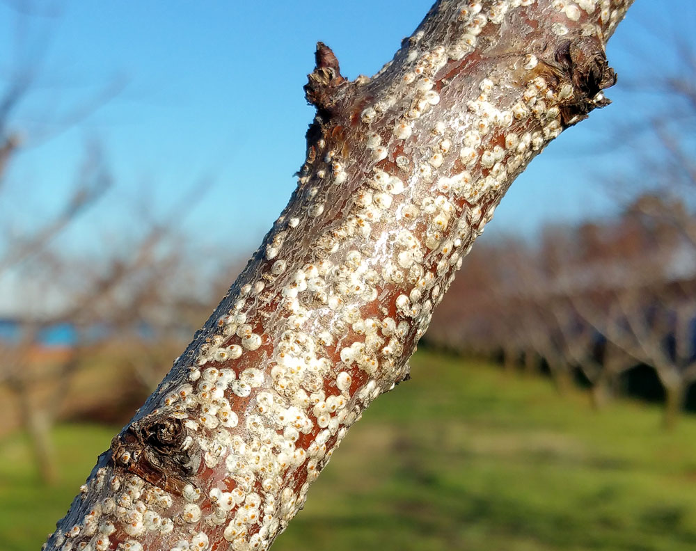 <p>scale like bumps on the tree</p>