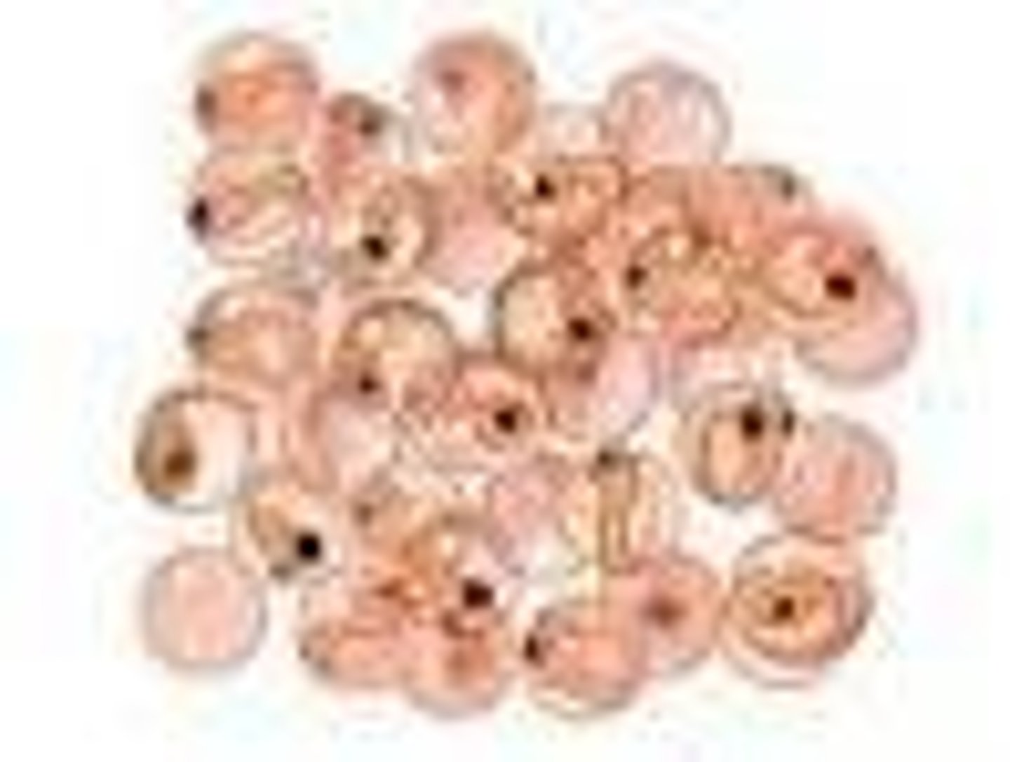 <p>Nesting sites where salmon spawn in rivers.</p>