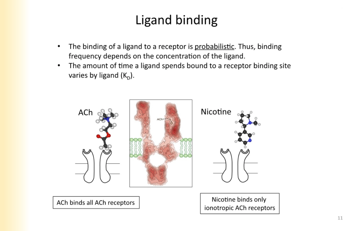 <p>ligand binding to receptor is purely probabalistic - depends on the concentration of the ligand</p><p>nicotine only binds to ionotropic ACH recpetors - specific agonist for it </p><p></p><p>ligand not always bound to receptor— it is on and off binding</p><p></p>