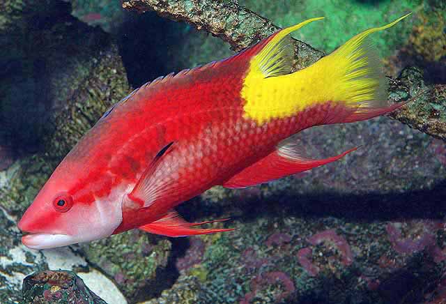 <p>red body with a yellow blotch/section on the back dorsal and into the caudal </p><p>white or yellow stripe on sides extending from mouth to tail</p>