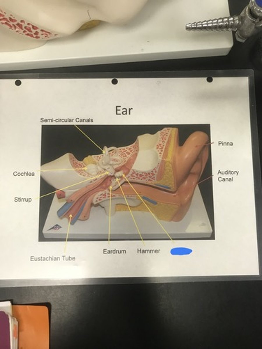 <p>Label the structure covered in blue ink and define it</p>