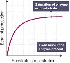 <p>Occurs when there are more substrates than enzymes, so all enzymes are bound and reacting</p><p>Rate of activity will cease to increase and plateau’s</p>