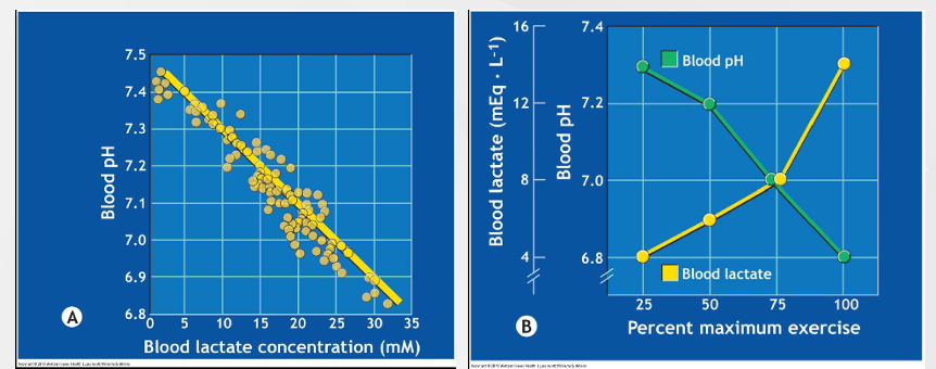 <p><strong><em><u>First Graph</u></em></strong></p><ol><li><p>Direct relationship between BLa and pH</p></li><li><p>Things that give away Hydrogen are acid</p></li><li><p>More acidic, Higher BLa concentration, Lower pH</p></li></ol><p></p><p><strong><em><u>Second Graph</u></em></strong></p><ol><li><p>Measured P’s BLa - can assume acidosis is occuring</p></li><li><p>Process by which we clear lactate from body also consumes H+ - brings pH back up</p></li></ol><p></p>