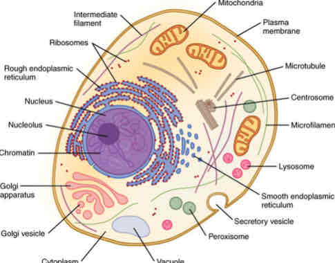 <p>The level where molecules combine to form organelles, which are essential for the basic structure of cells, the fundamental units of life.</p>