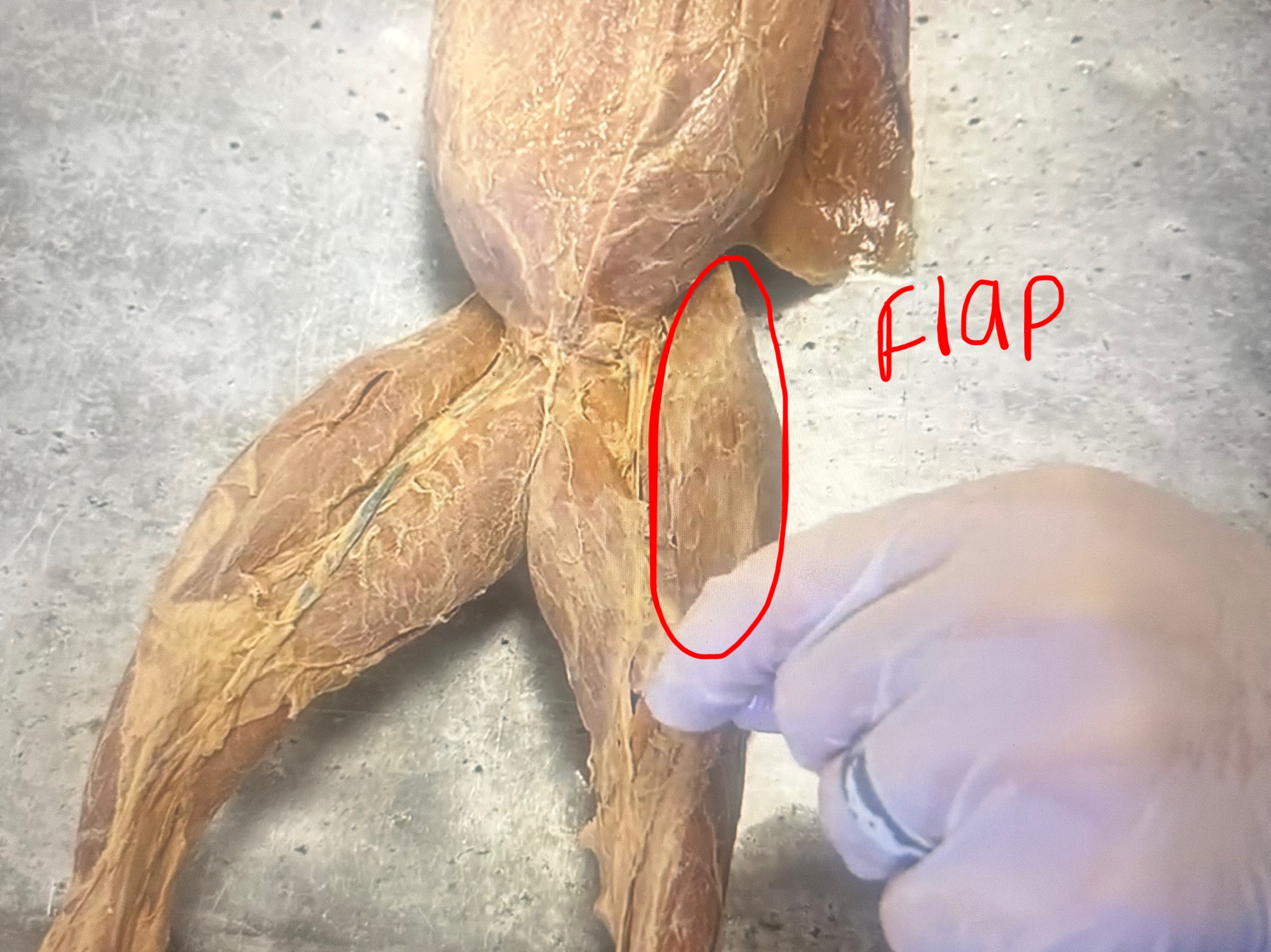 knowt flashcard image