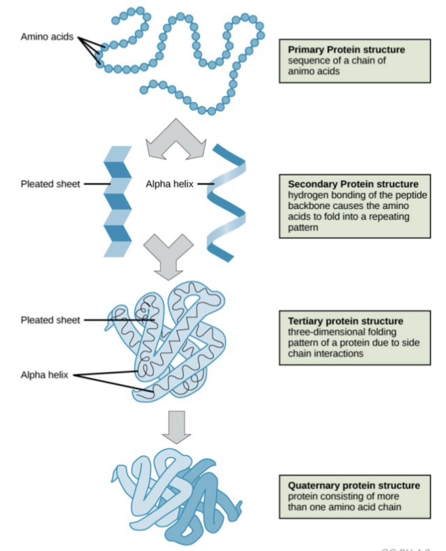 * **Primary:** linear chain of AA connected by ==**peptide bonds**==

  \
* **Secondary:** 3D shape due to $$**H-bonding**$$ b/w amino and carboxyl groups of adjacent AA into ==𝜶-helices or β-sheets== / $$H-bonding of peptide backbone$$

  \
* **Tertiary:** 3D structure due to ==**non-covalent interactions**== b/w AA side chains
  * Also has **disulfide bonds:** covalent bond b/w cysteines

    \
* **Quaternary:** 3D shape due to grouping of 2 or more separate peptide chains (e.g., 𝜶-helix + β-sheets)

\
* All proteins have a 1º structure, most have 2º & large proteins have 3º or 4º structures