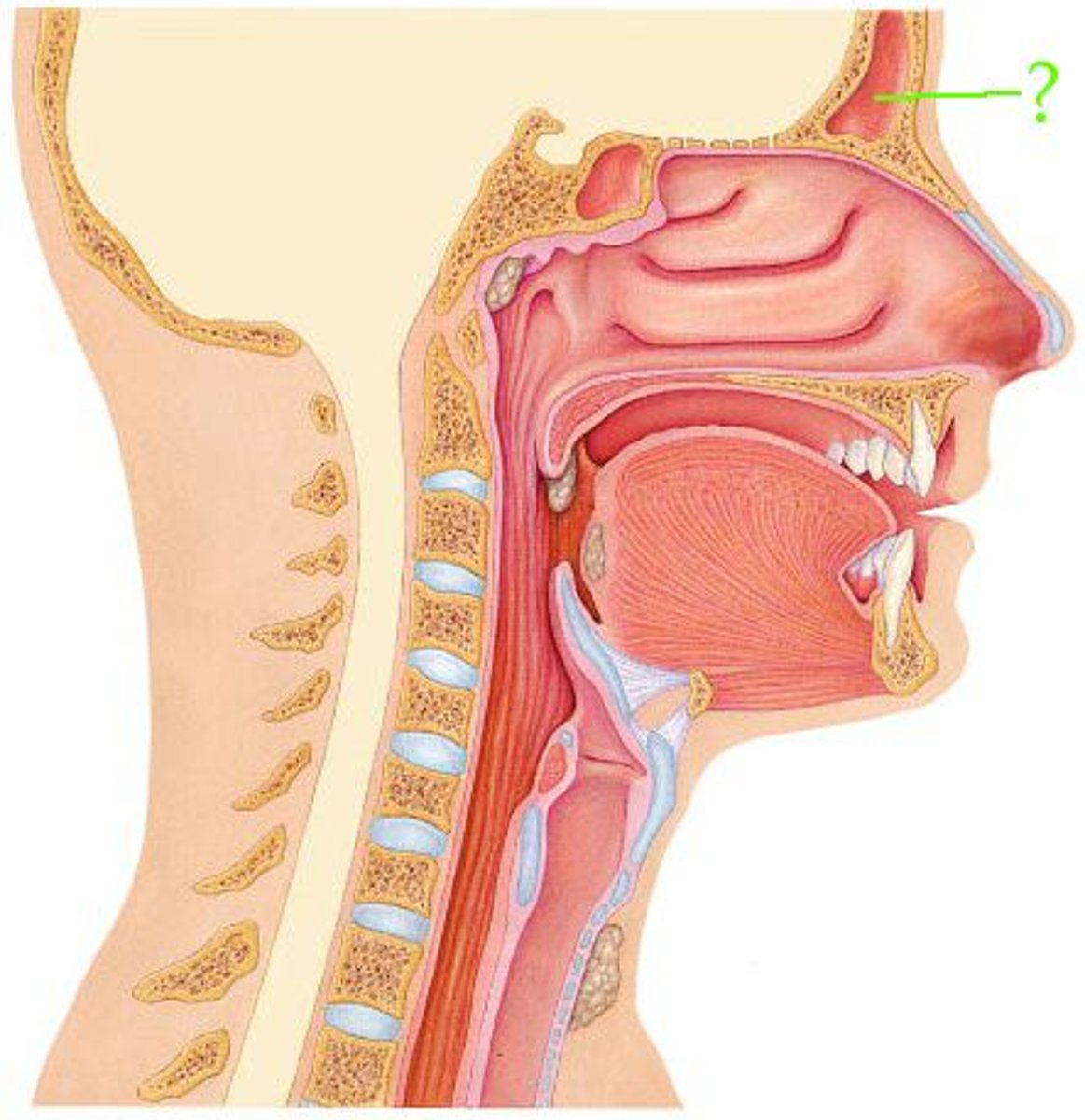<p>Identify the indicated structure.</p>