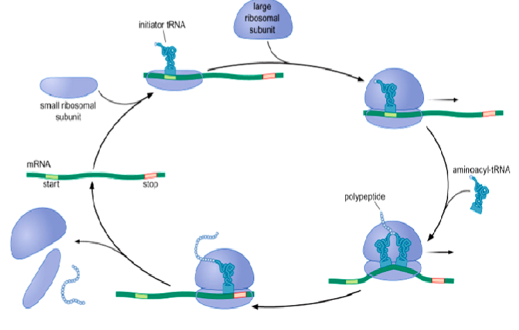 <p>3 stages:</p><ul><li><p>initiation: assembly of a complete ribosome on an mRNA molecule at a correct point</p></li><li><p>elongation: repeated cycles of amino acid addition</p></li><li><p>termination: release of the new protein chain</p></li></ul><p></p>