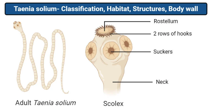 <p>Picture of hook, of <strong>Taenia solium</strong> (Scolex of tapeworm)</p><ul><li><p>kan være MC</p></li></ul><p></p>