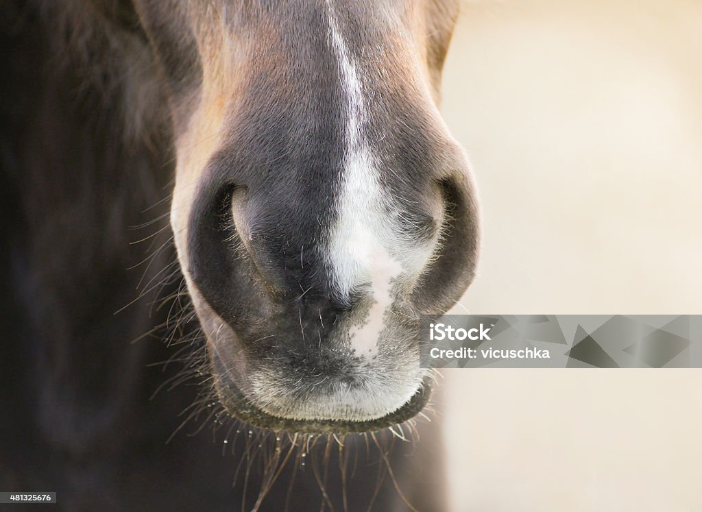 <p>what part of the horse is this?</p>