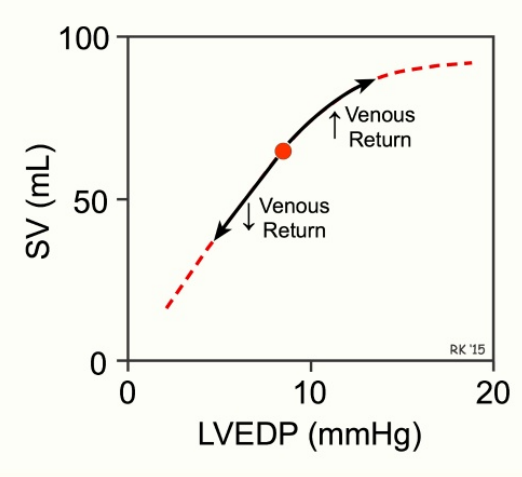 <ul><li><p>Strength of cardiac contraction is proportional to the initial length of cardiac muscle fibers</p></li><li><p>Increased blood volume at the end of diastole stretches the heart muscle → stronger systolic contraction</p></li><li><p>More blood entering the heart during diastole results in a stronger contraction during systole</p></li></ul><p>photo: blood returning from veins - resp. system plays a roll in it</p>