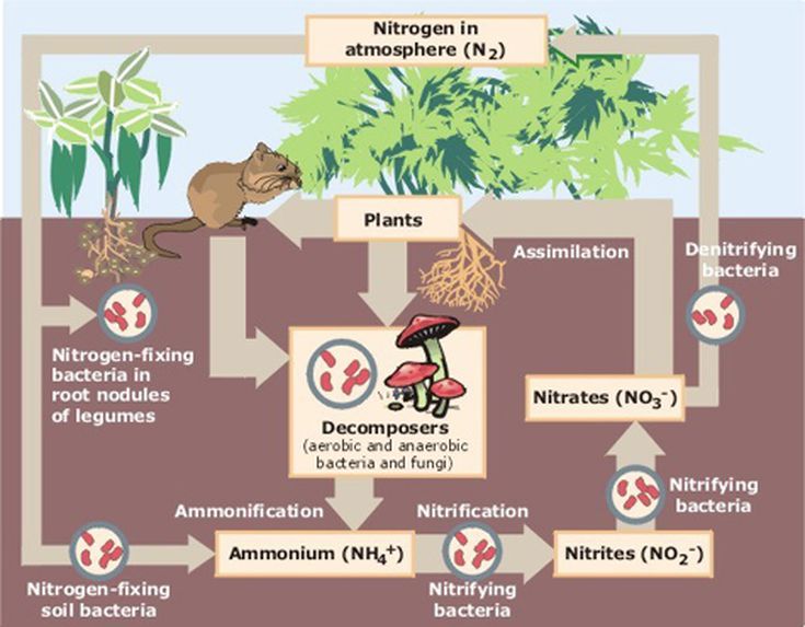 Nitrogen fixation
○ Carried out by some ________ and some _________ (group of archaea)
○ NH3 is incorporated into ______ _____ and other organic molecules
○ Has a large impact on other organisms, such as increasing nitrogen available for ______