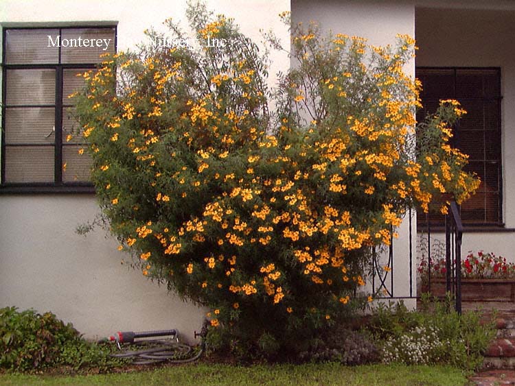 <p>copper canyon daisy</p>