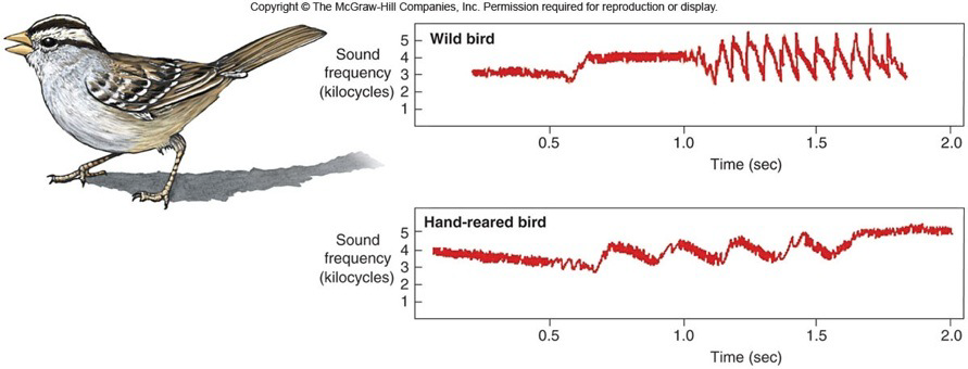 <p>combination of learned + innate factors<br>(male white crowned sparrow)<br>learns song by listening to father<br>-if raised in lab = abnormal song, if exposed to recordings during critical period it’ll be ok<br>Learning alone isn’t enough to sing properly<br>-if exposed to song of another species, it won’t learn the song since the brain is <u>constrained to only recognize the sound made by males of OWN species</u><br><u>-</u>wrong song = no reproduciton, so natural selection won’t pick it</p>